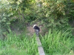 Bekijk het album Dieren